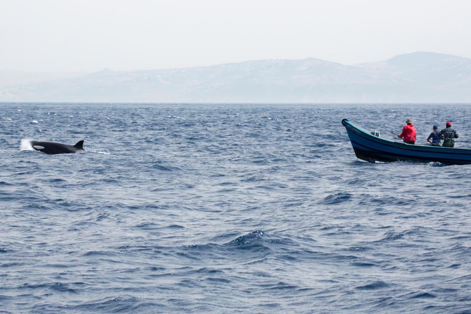 There have been several incidents in which orcas rammed sailing boats