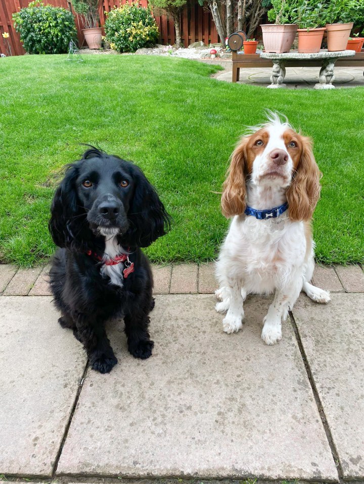 Kobe is now recovering at home with fellow pet Jasper