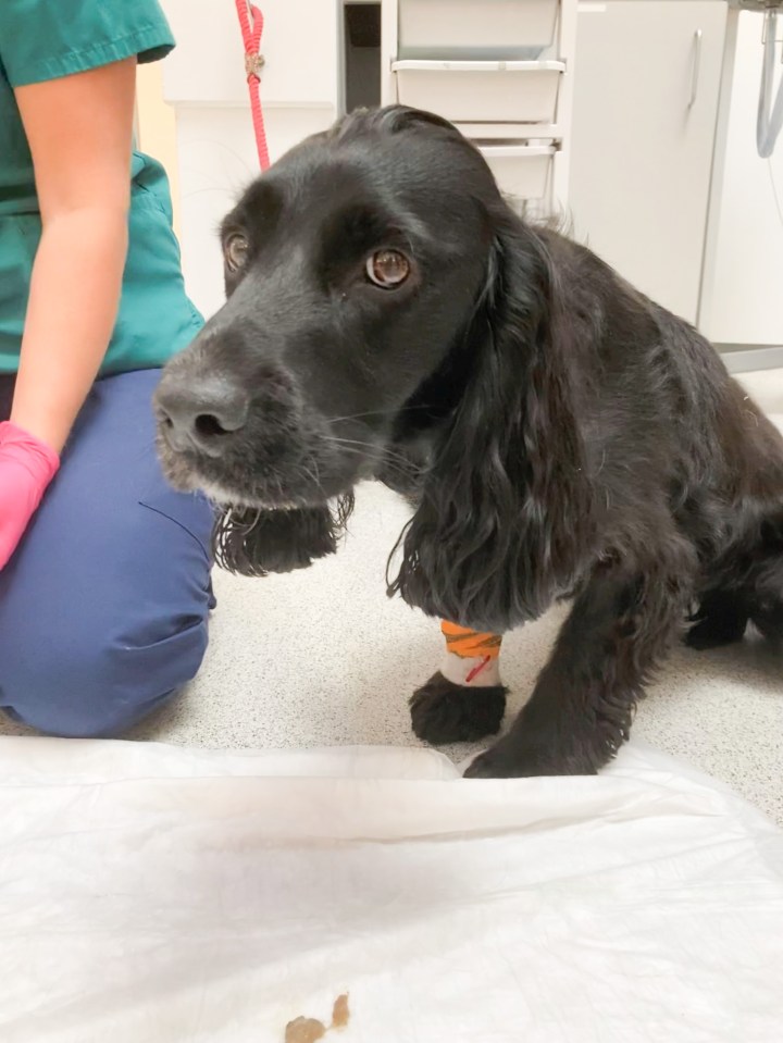 Two-year-old Kobe at the vets after the mask was removed from his stomach