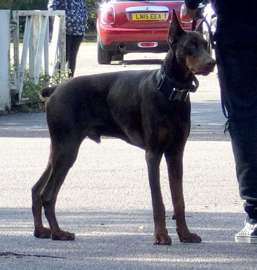 The huge Doberman will provide extra security in his house