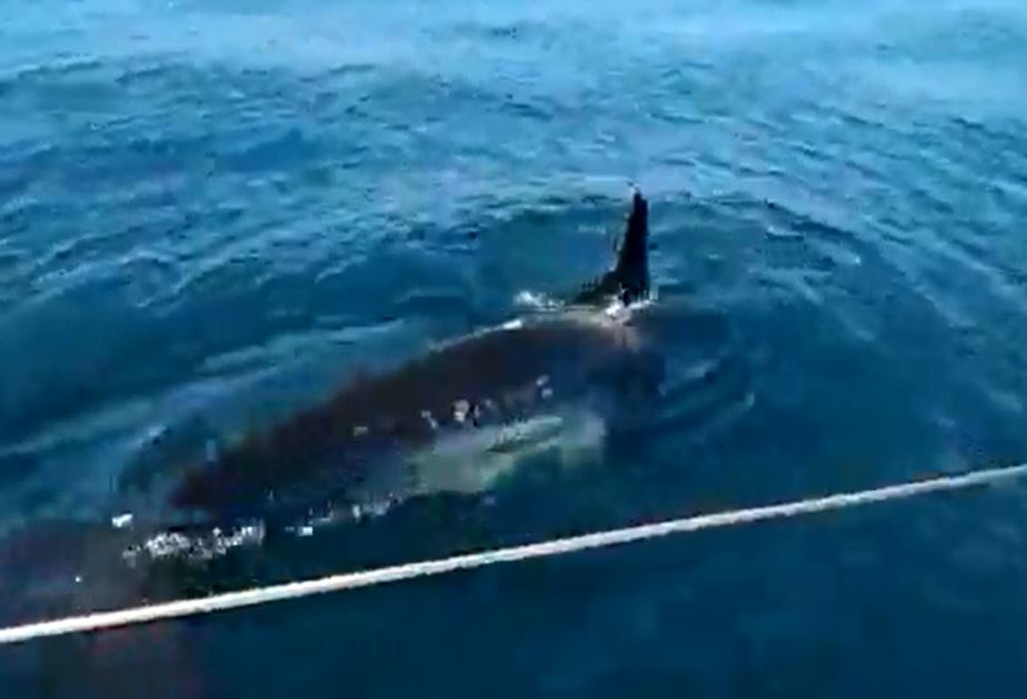 Footage from one of the 'attacks' shows a huge creature swimming dangerously close to a boat