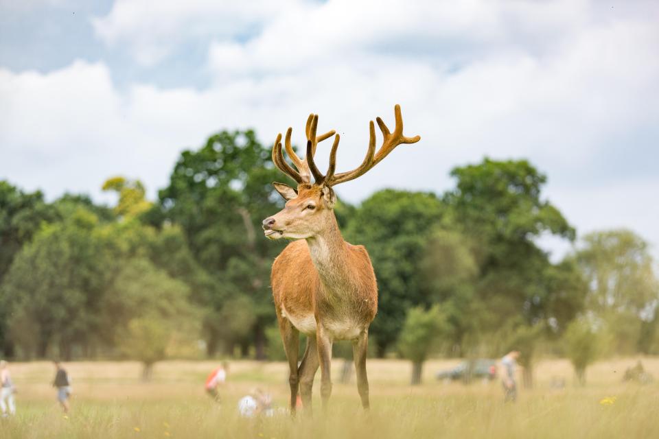 Richmond Park attracts hundreds of visitors daily