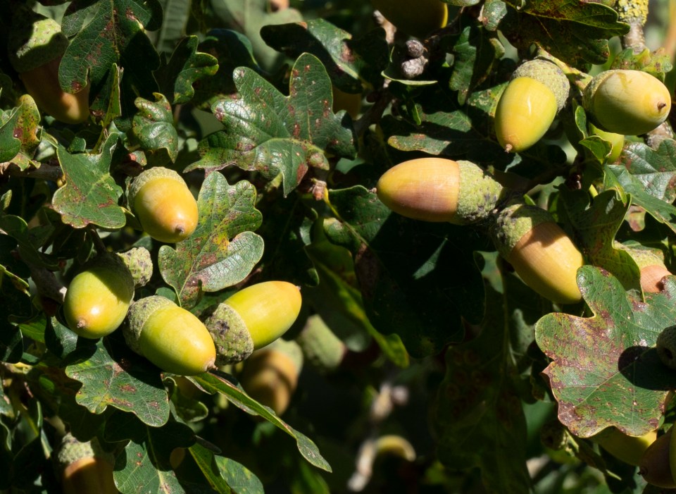 Pick your acorns from a healthy mother tree