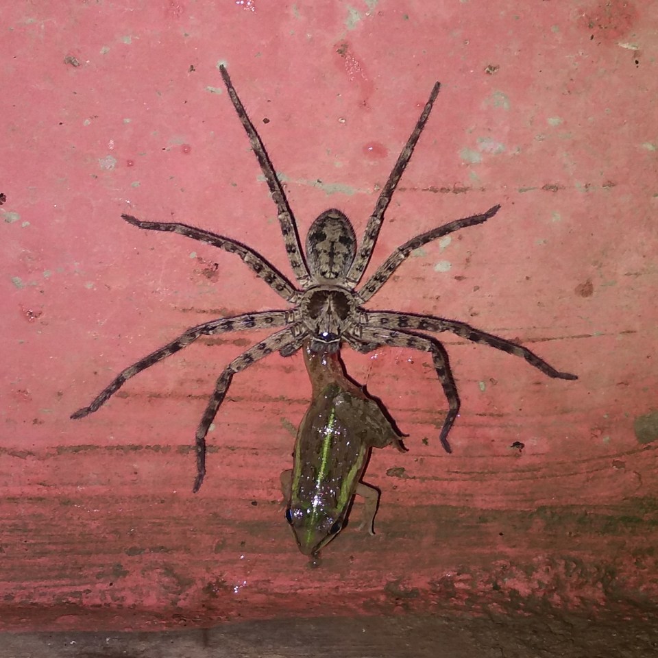 The hungry huntsman sinks its fangs into its live prey in India