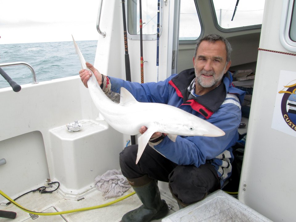 Tope sharks are commonly found in UK waters and can travel from Britain all the way to the Canary Islands