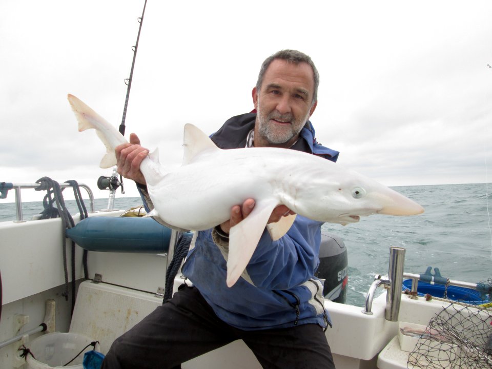 An ultra-rare white shark has been caught near the Isle of Wight