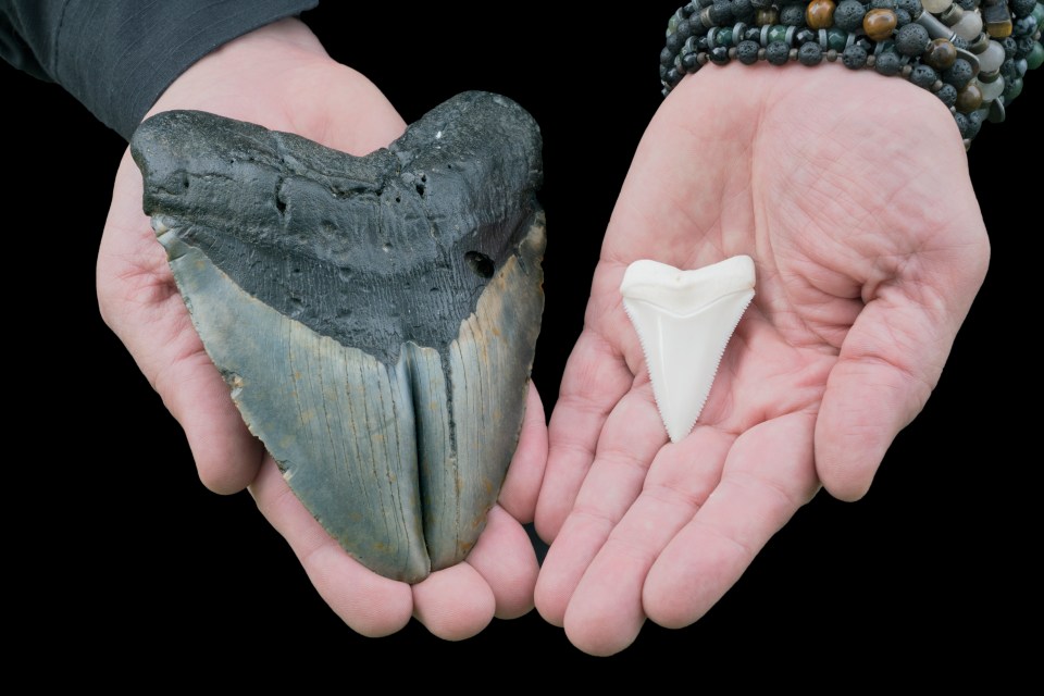 Lots of megalodon shark teeth have been found but never an entire skeleton