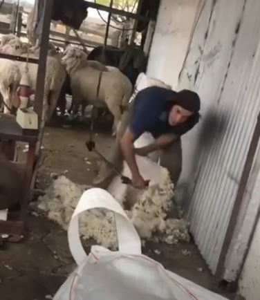 Edinson Cavani shows he is handy on a farm as he shears a sheep