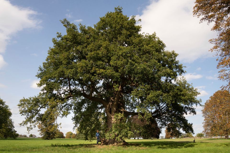 This 1,000-year-old great oak stands in the grounds of Windsor Castle