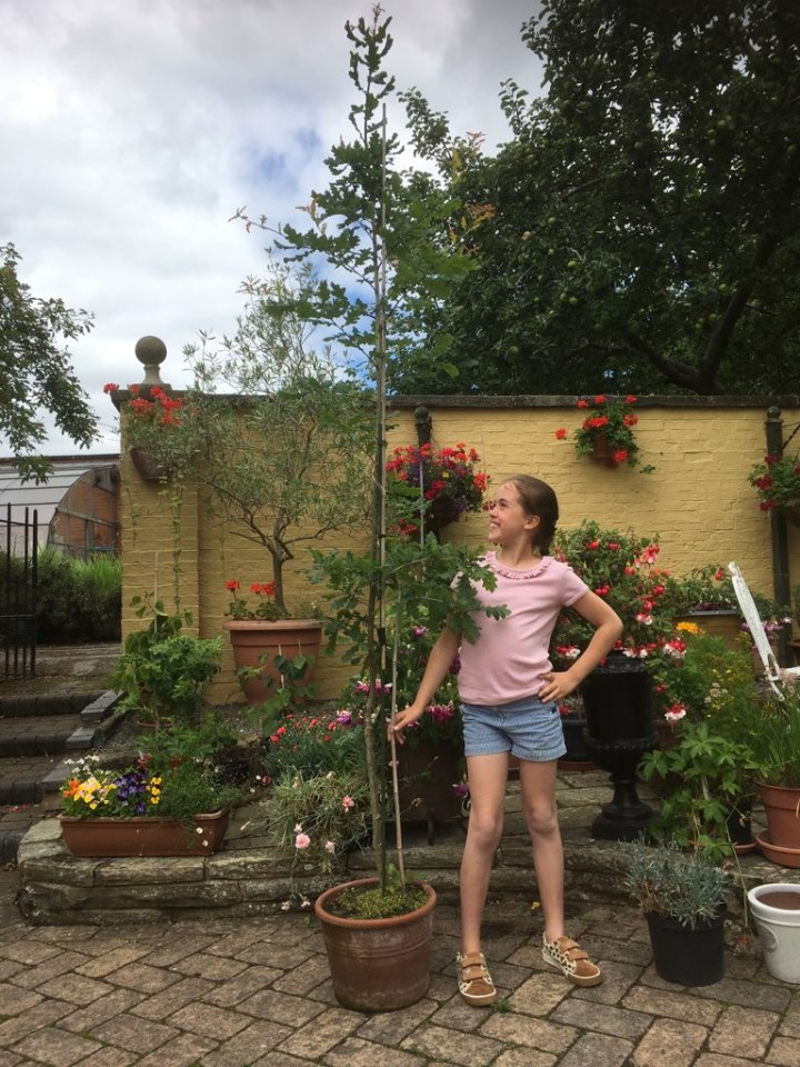 Annabel’s oak towers above her seven years later