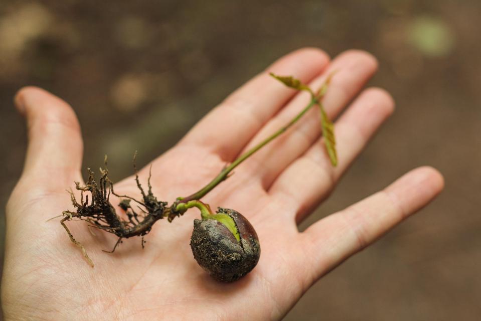 Put your acorns damp into a polythene bag