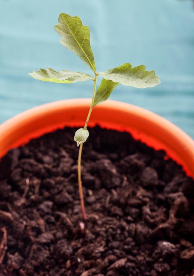 This is what your oak sprout will look like in a flower pot