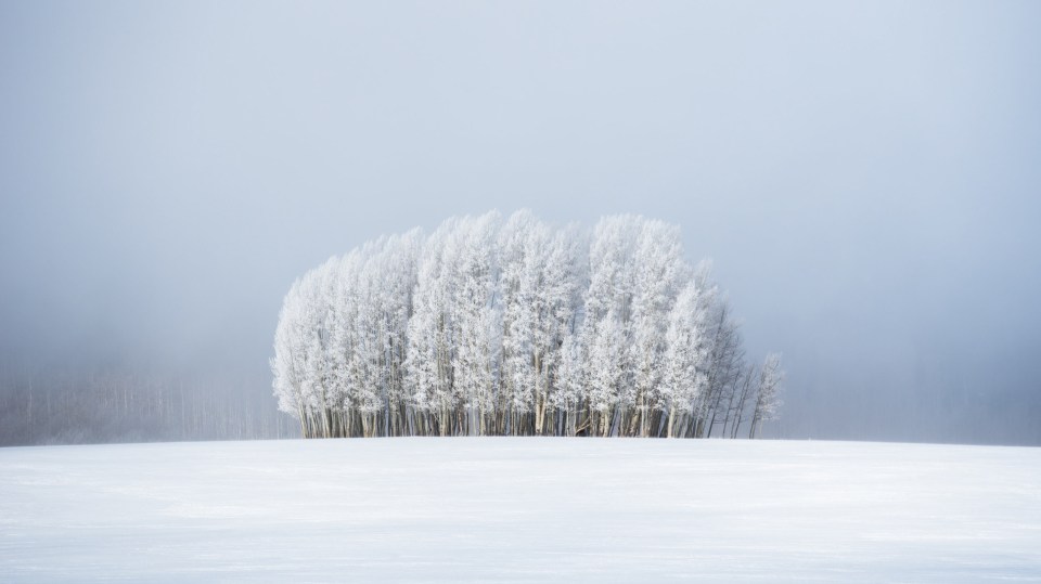 Stunning white uniform trees amid the mist in Medicine Bow-Routt National Forest, not too far from Steamboat Springs, Colorado