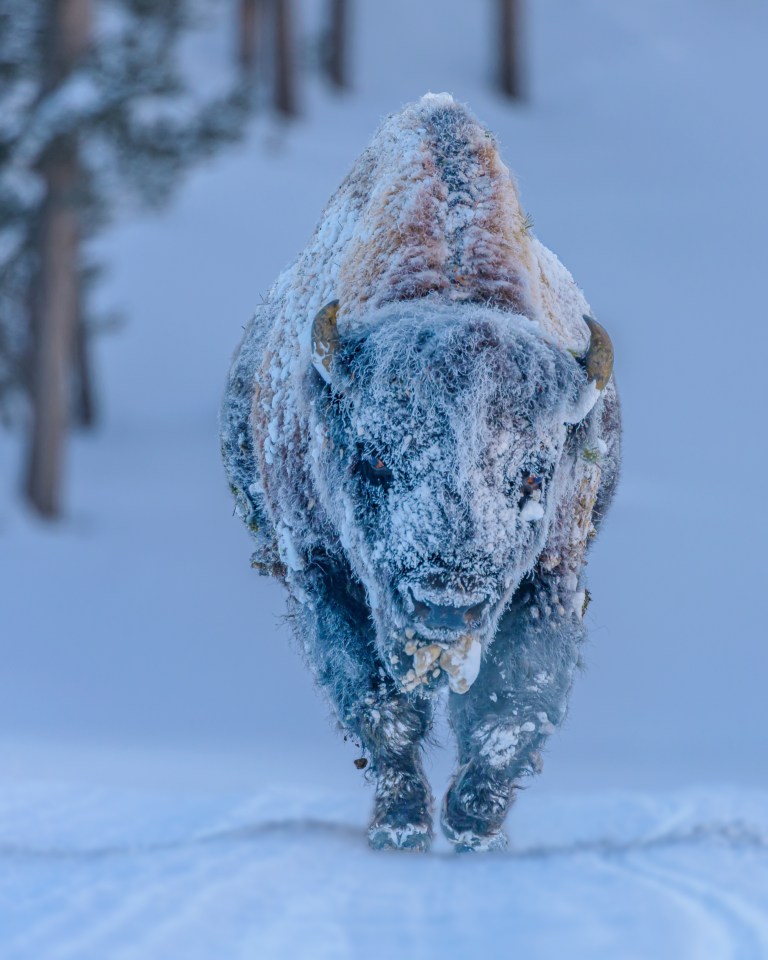 A frosty bison by Laura Heiden, taken in Yellowstone, Wyoming