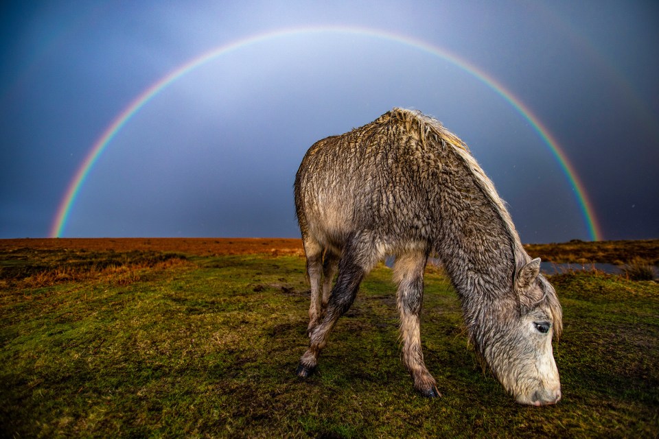 A semi-feral pony caught under the rainbow on Cefn Bryn Common, Swansea