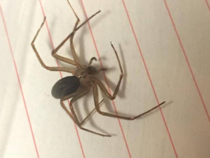 An image of the spider which inflicted the bite 