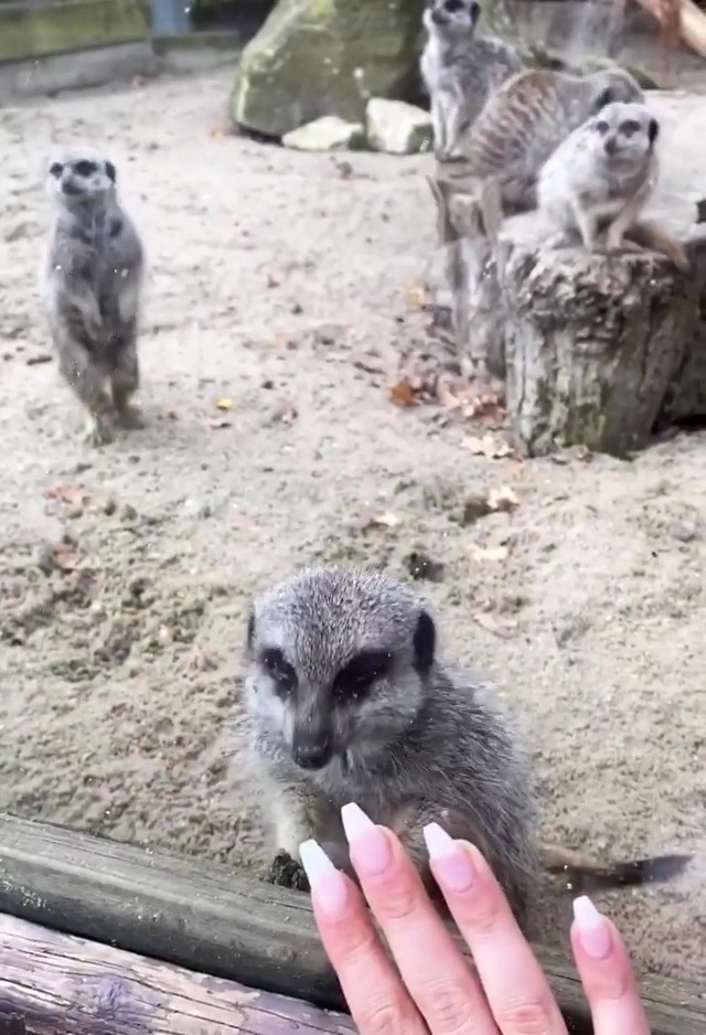 The family saw some meerkats while they toured the zoo