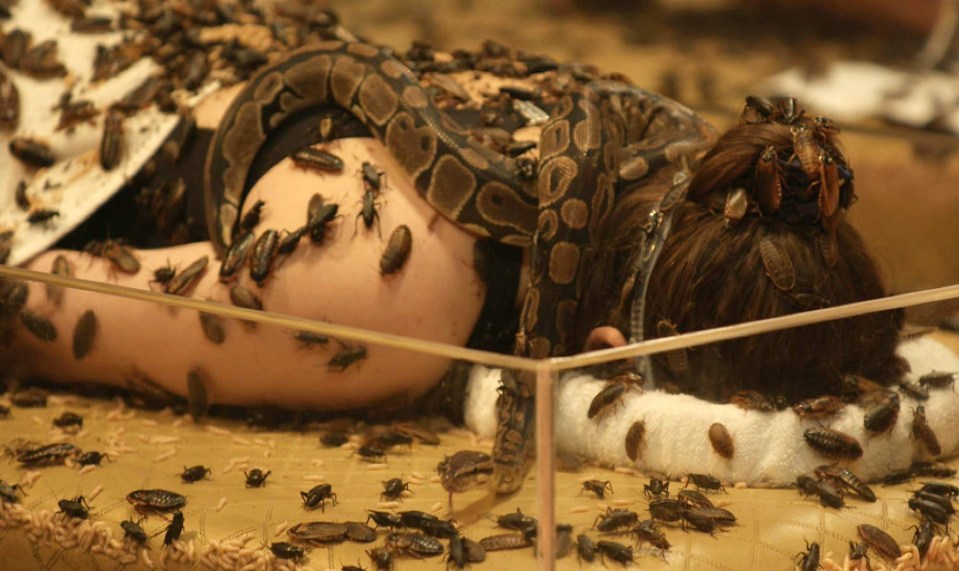 Snakes also surrounded the celebrities during the trial