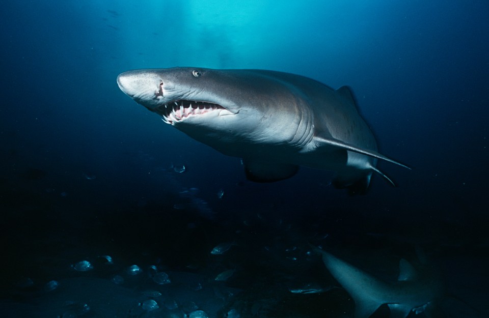 It is feared a tiger shark may have attacked Charles Cernobori 