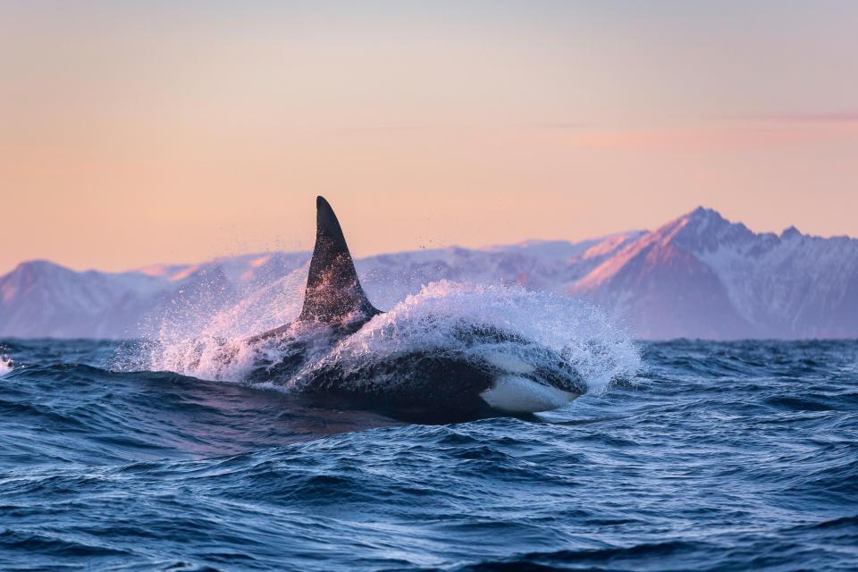 There have been at least 40 orca incidents along the coasts of Spain and Portugal since July