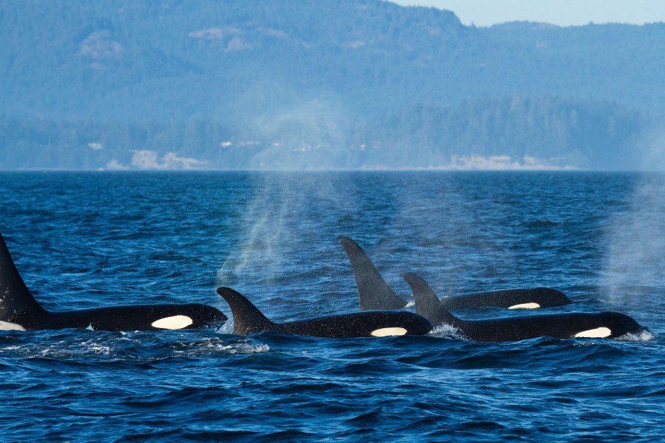 It is estimated that there are about 50,000 killer whales in the world