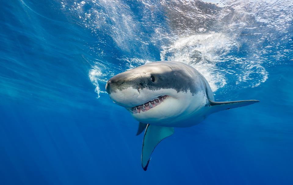 At least eight people have been killed by sharks in Australia 2020