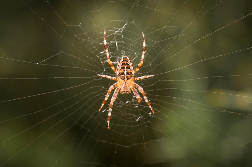  Spiders can be warnings or they can mean creative change