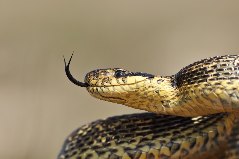  Snakes can warn dreamers of toxic people in their lives