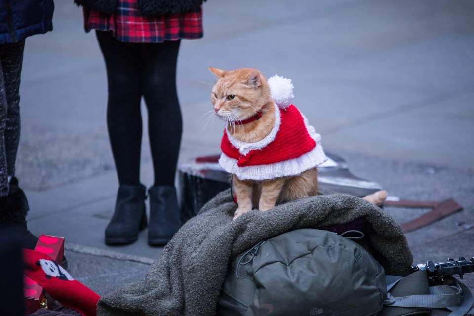 The famous feline turned festive for the Christmas tearjerker