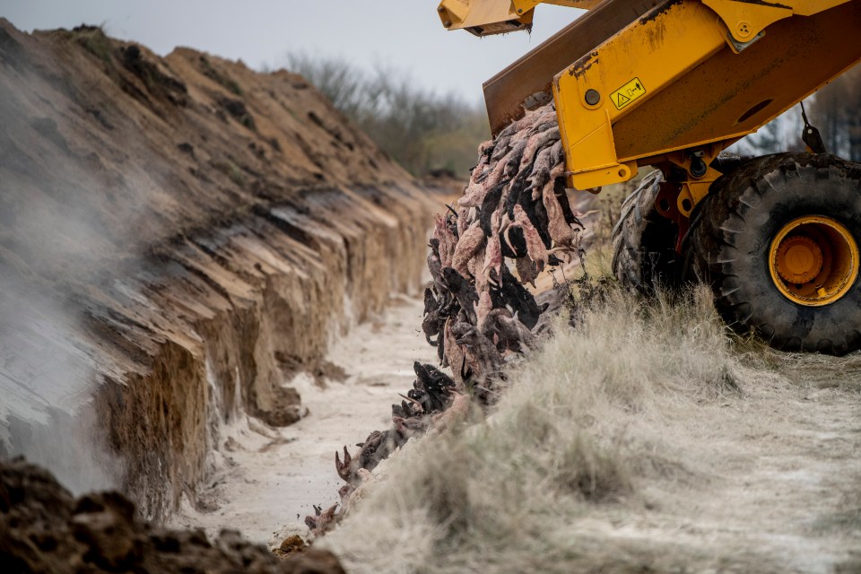 Danish mink will be buried in mass graves on military land