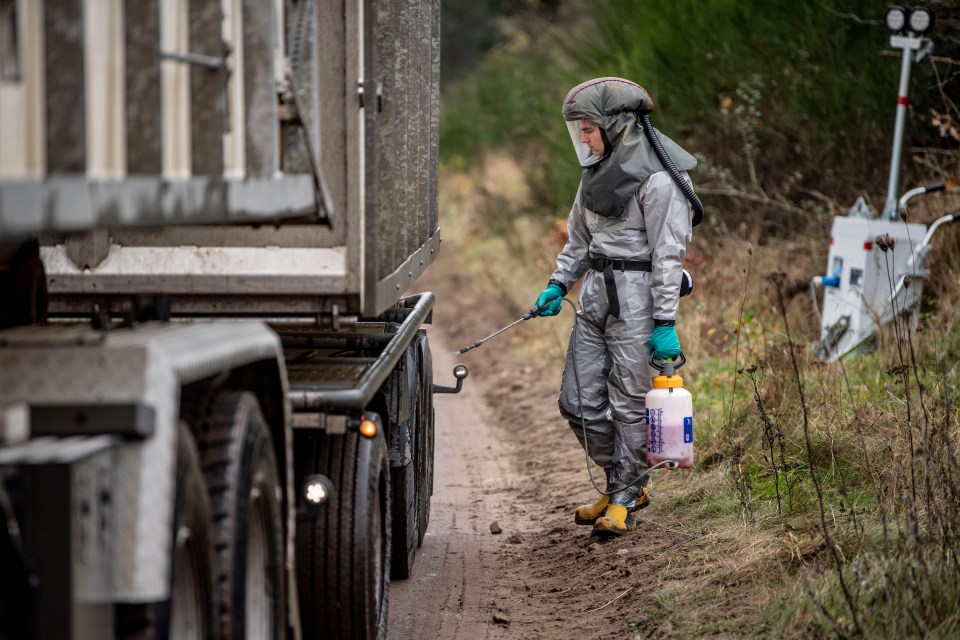 Denmark will cull about 17 million mink after a mutated form of coronavirus 