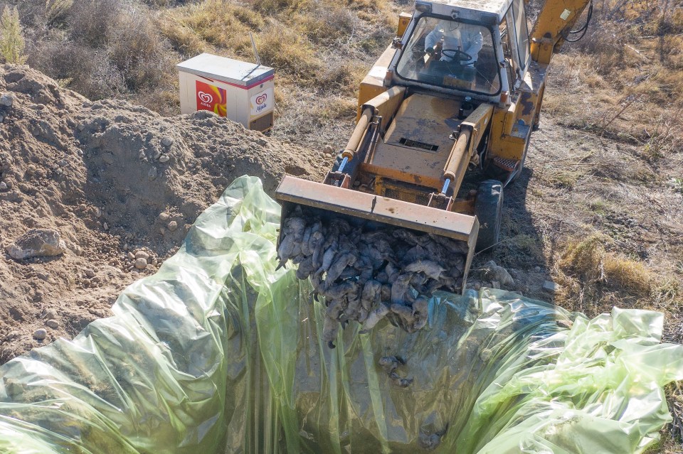 Mink that tested positive for Covid being  buried in Greece