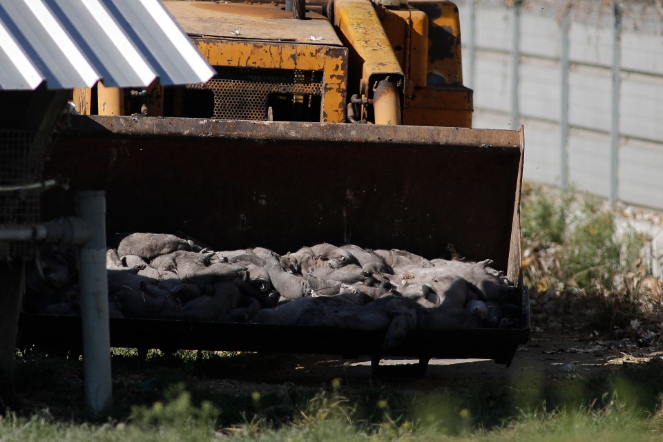 Around 2000 mink are to be culled in Greece