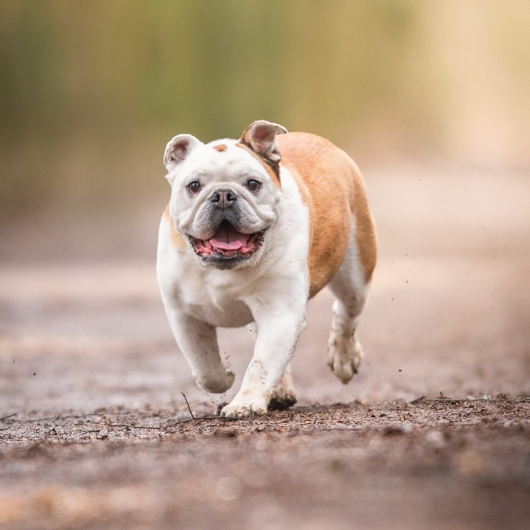 As well as Barney, Harry has a bulldog named Lulu