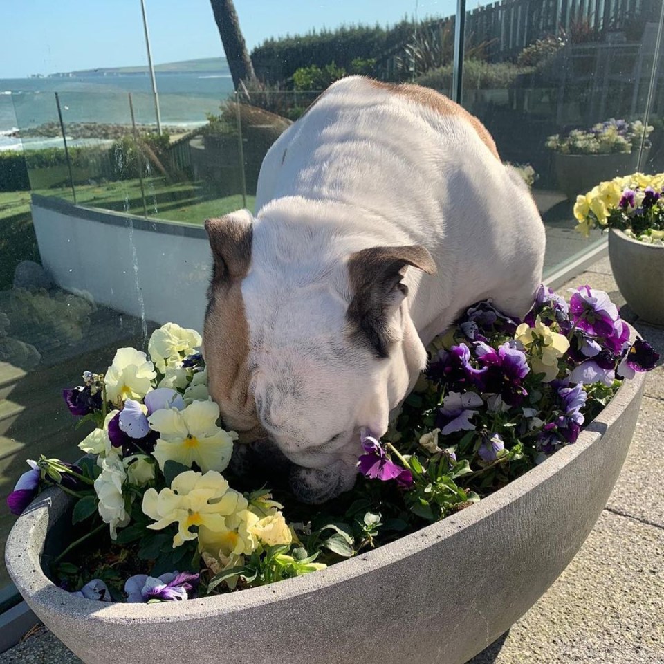 Barney likes to munch on Sandra's displays to get attention