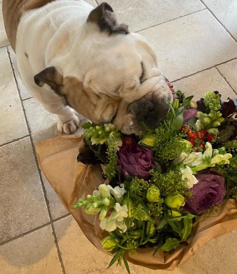 So far Harry has spent £110 on bouquets specifically for his pet