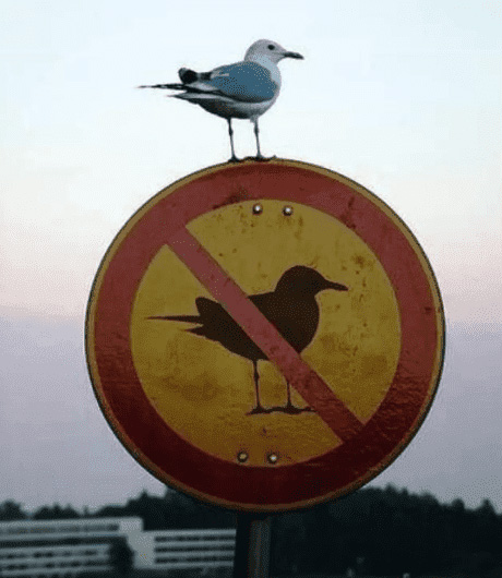 If only gulls could read, this one might have paid attention to this sign banning birds… or maybe not