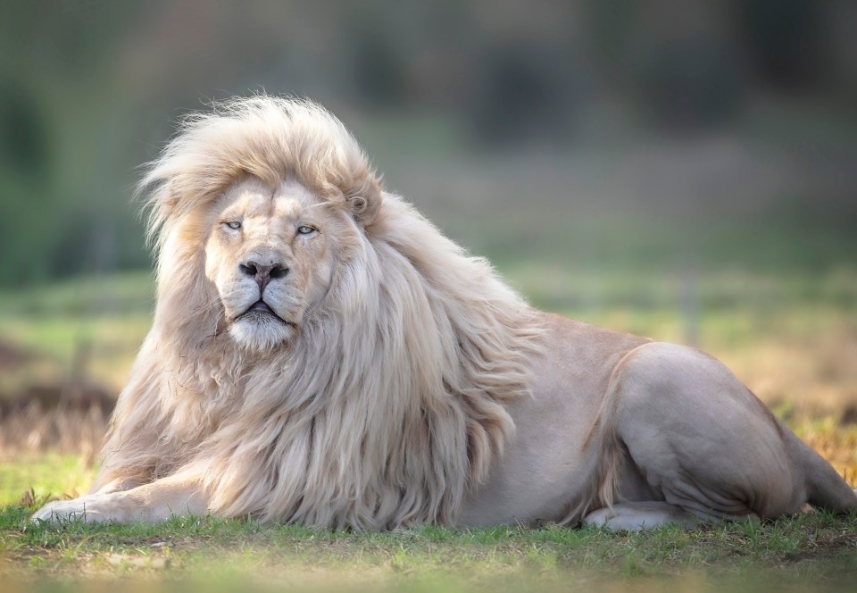 British photographer Simon Needham said: 'Moya’s stunning coat blew me away the first time I saw it'