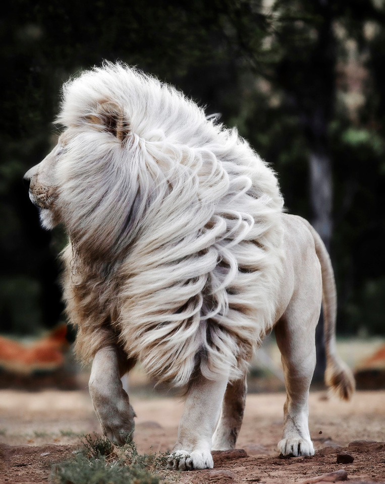 The beautiful six-year-old beast was snapped at South Africa’s Glen Garriff Conservation lion sanctuary