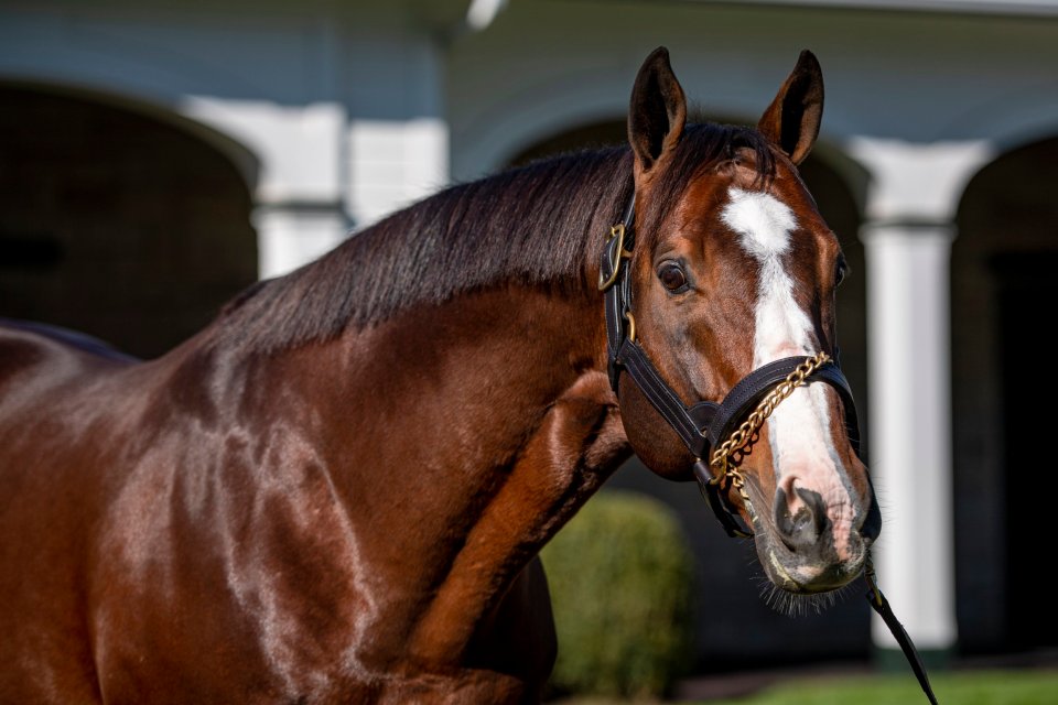 Into Mischief at Spendthirft Farm in Versailles, Kentucky, USA. Nov 6, 2019. Photo Jamie Newell / Racingfotos.com