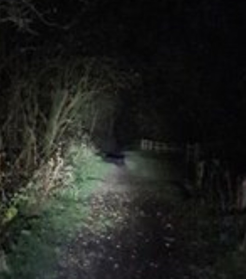 Last week a dog walker came face-to-face with a big black cat near the castle in Wales