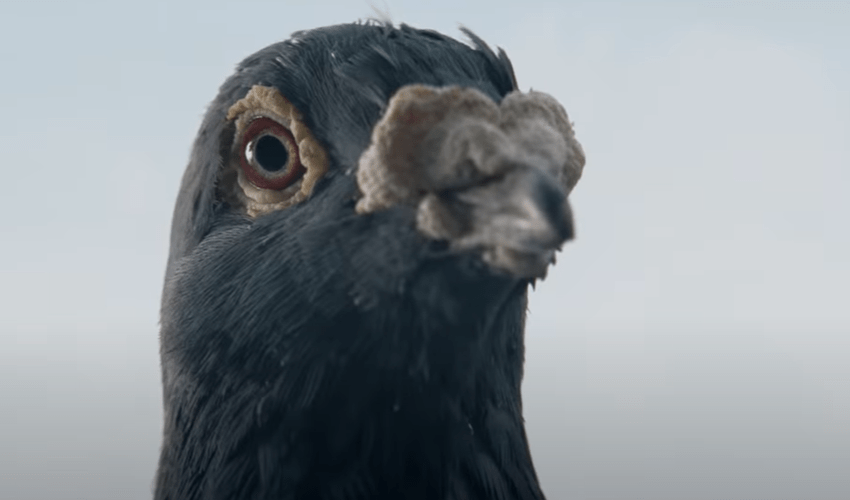 A pigeon looks down as the boy from the tree