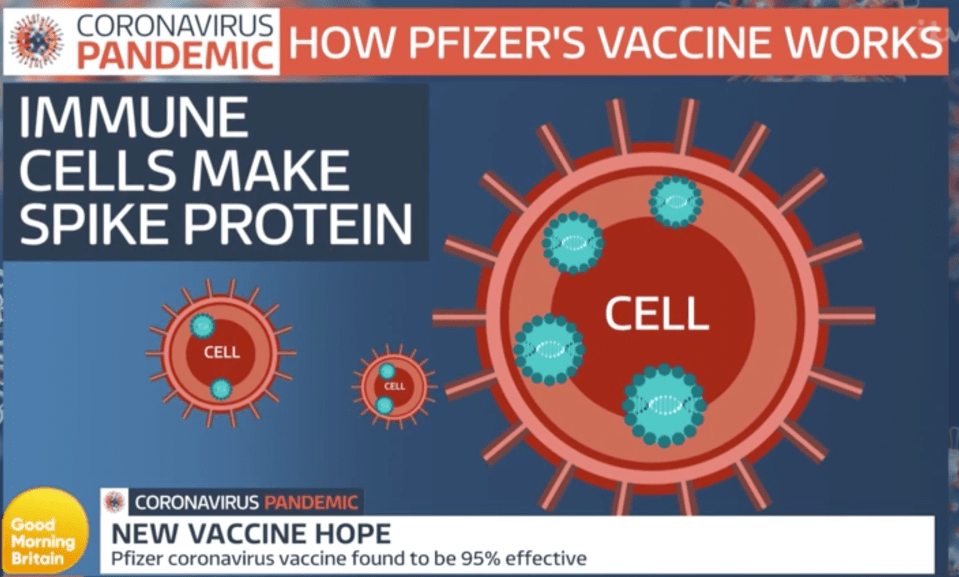 The vaccine triggers cells to make spike proteins