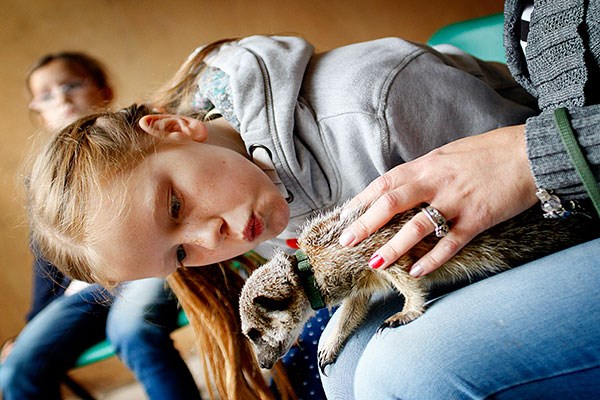 Buyagifts's Meet The Meerkats experience is a perfect Christmas treat