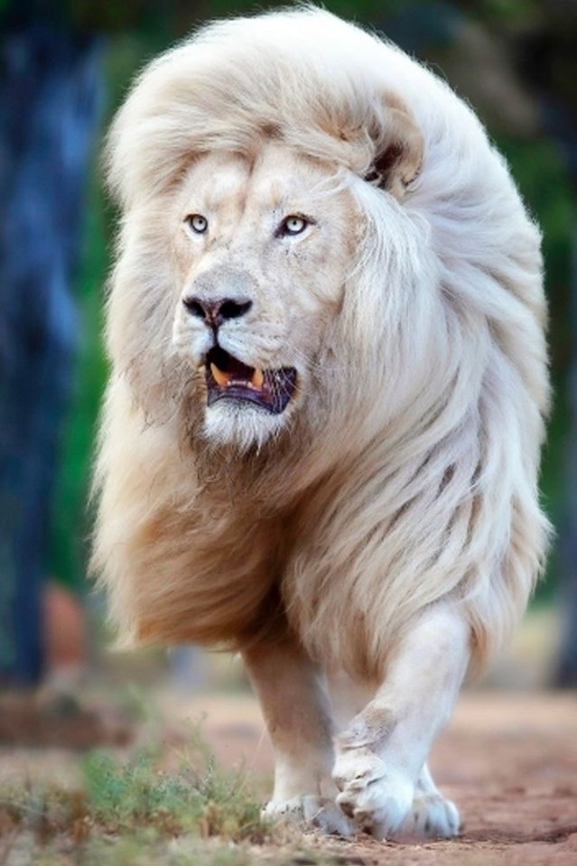 A photographer captured these incredible snaps of Moya the lion showing off his mane