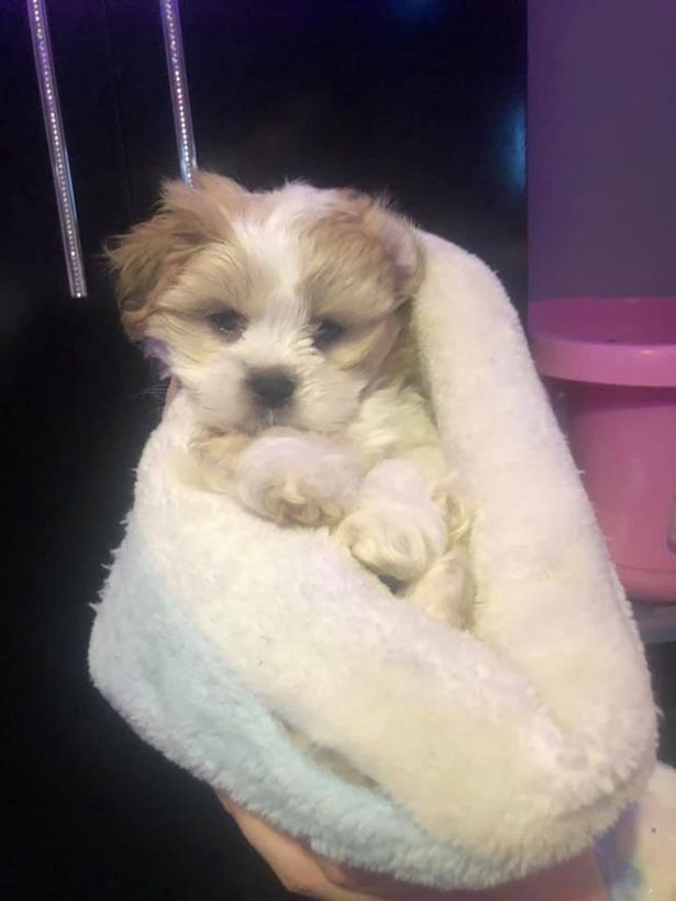 Nine-week-old pup, Nelly, before she was cross snatched from a garden