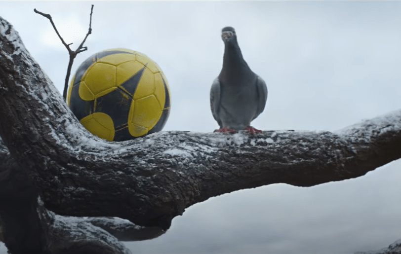 A pigeon in the tree next to the football