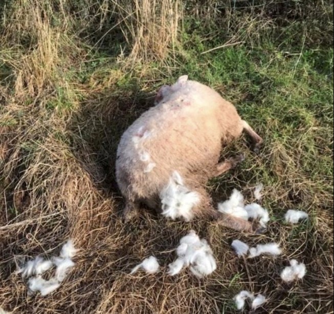 Some lay surrounded by their wool