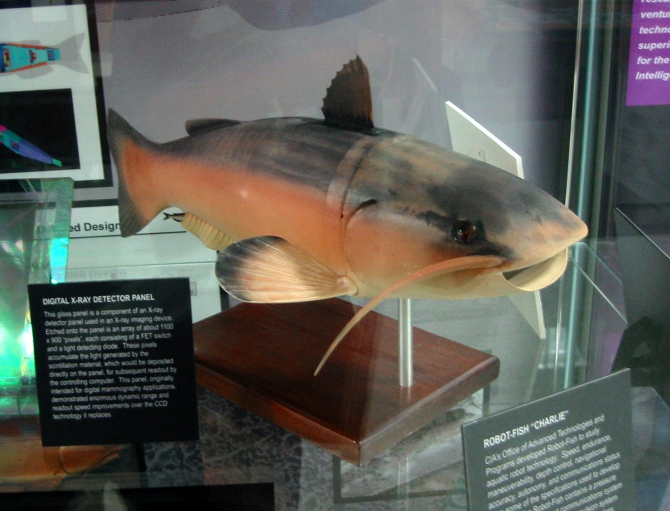 The robot catfish ‘Charlie’, built in 2000, seen on display at the museum 