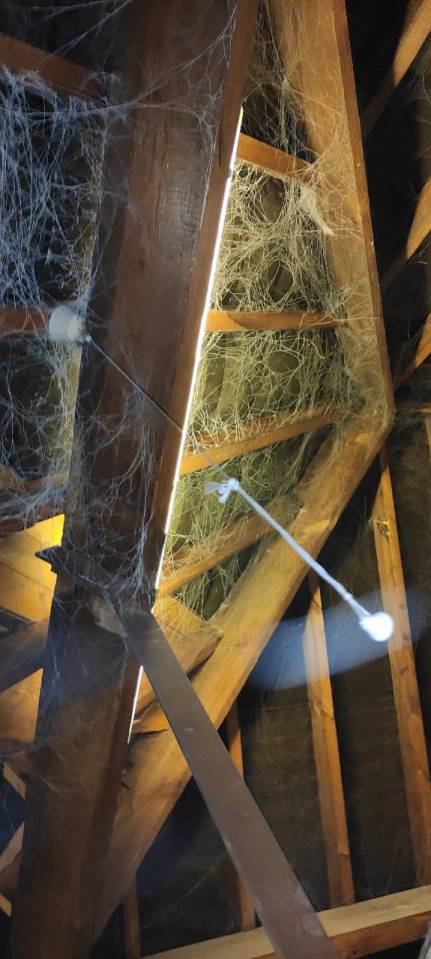 A woman showed off her spider-infested attic - and people were left horrified